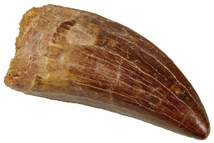 Serrated Carcharodontosaurus Tooth - Excellent Preservation #329922